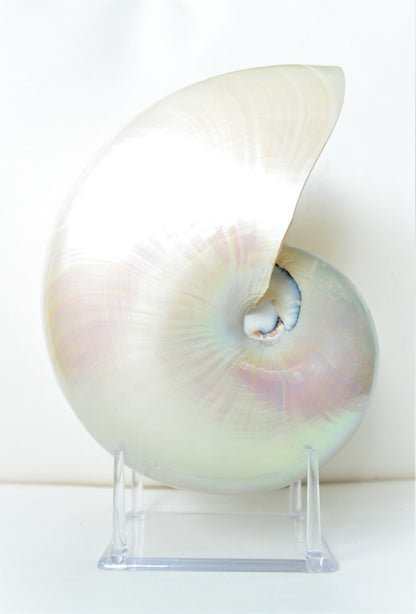 PEARLED NAUTILUS SHELLS *You Choose Size* Natural Display Shell Opal Iridescent Mermaid Décor