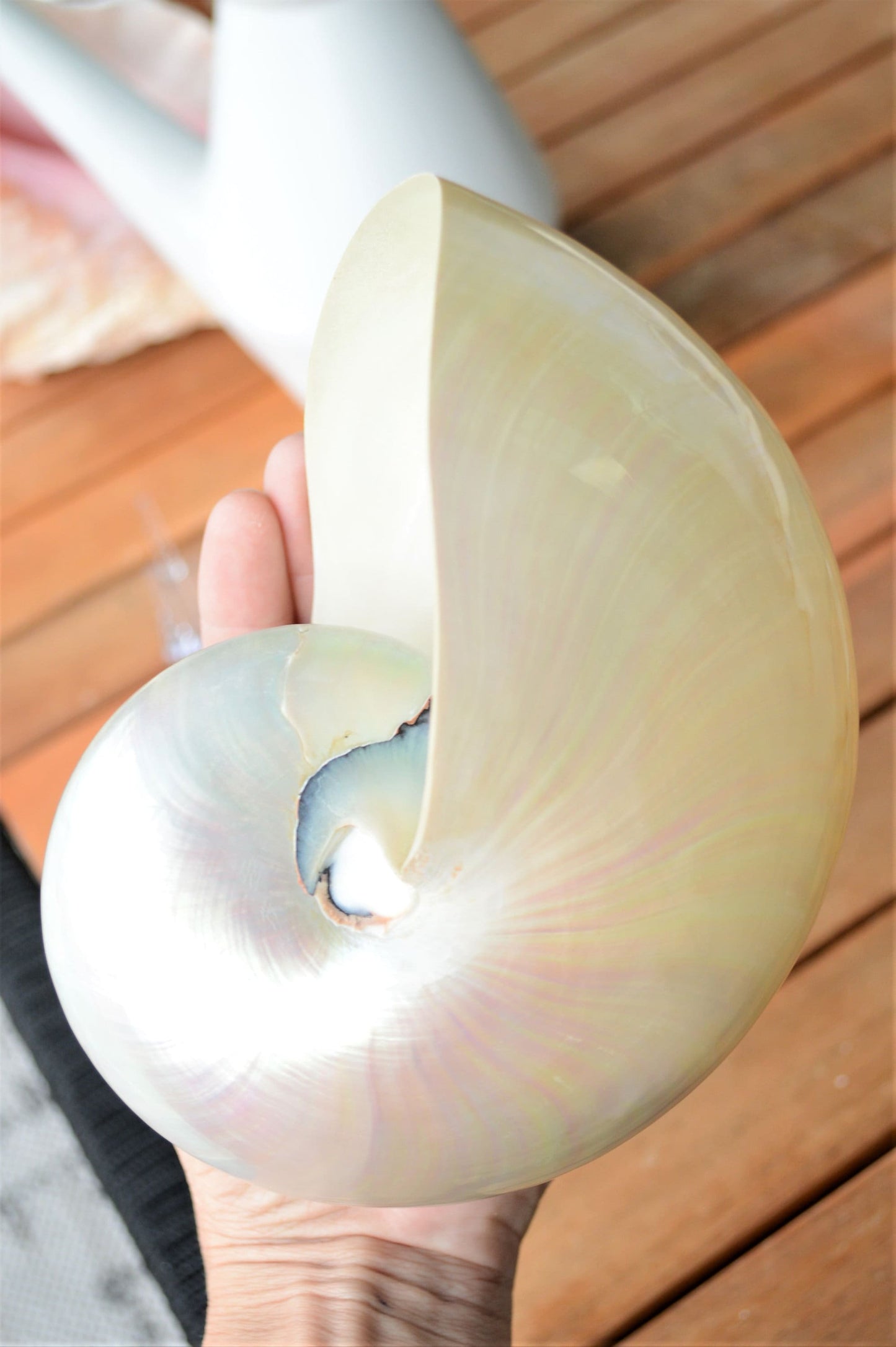 PEARLED NAUTILUS SHELLS *You Choose Size* Natural Display Shell Opal Iridescent Mermaid Décor