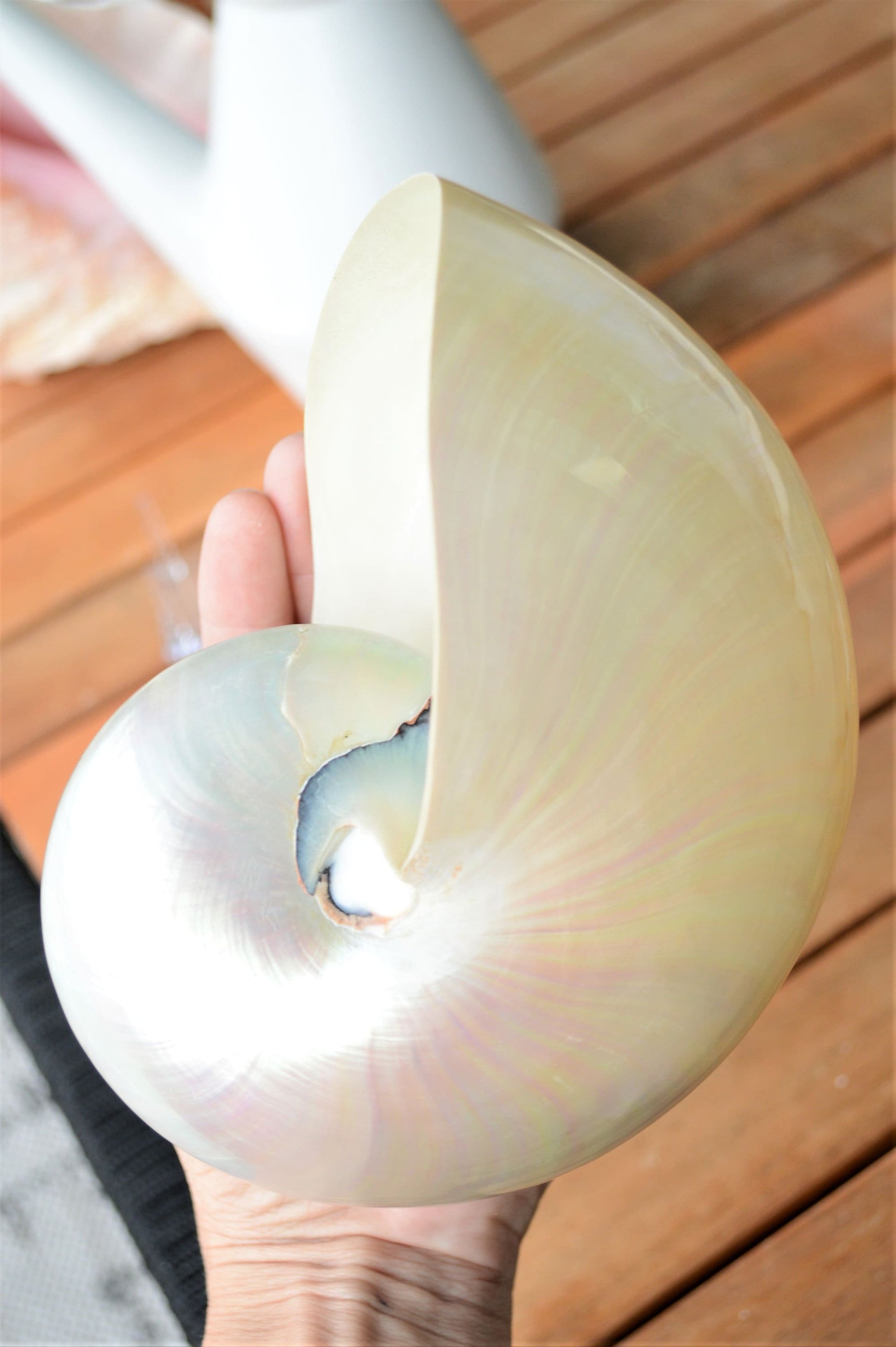 PEARLED NAUTILUS SHELLS *You Choose Size* Natural Display Shell Opal Iridescent Mermaid Décor