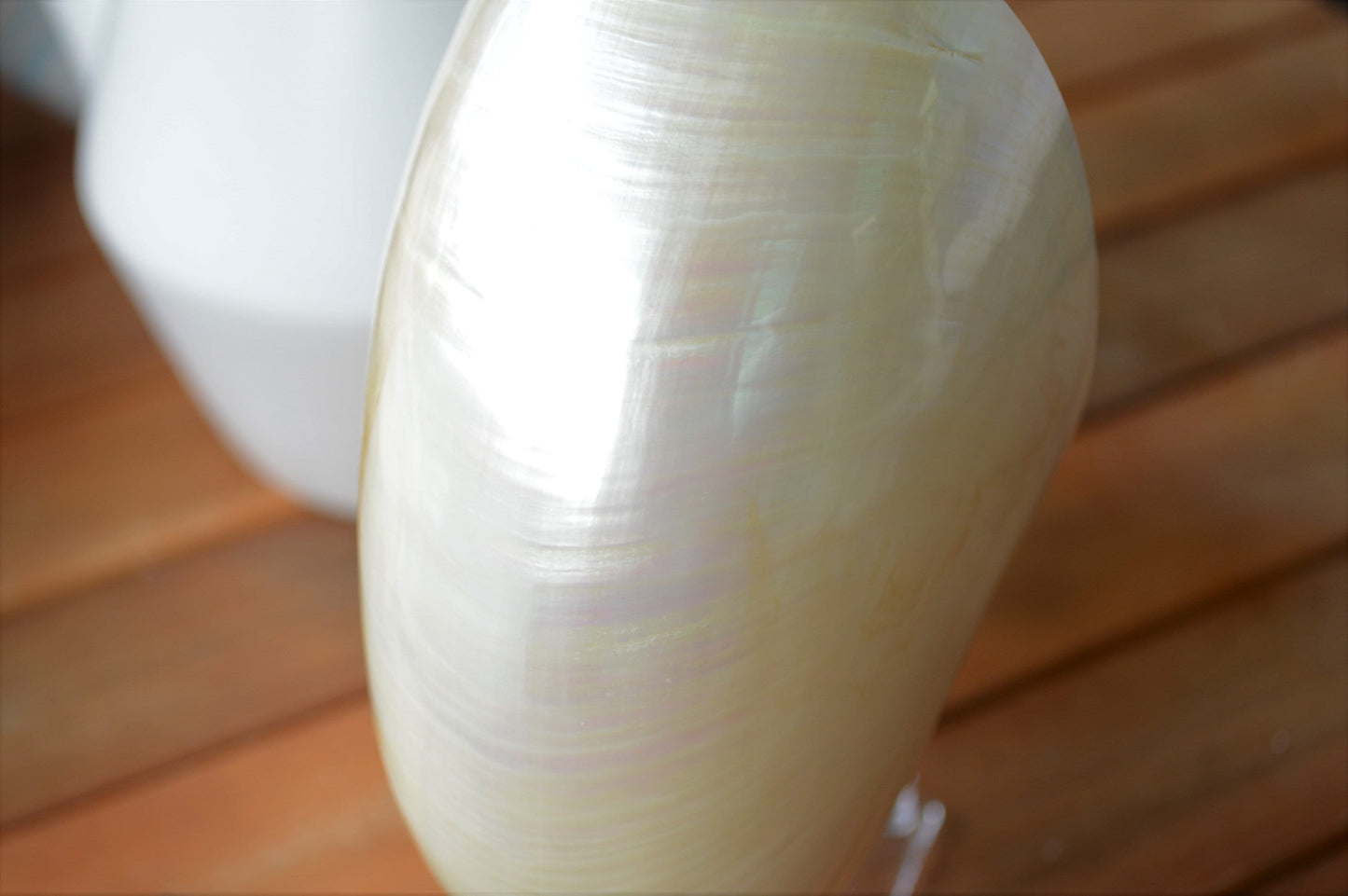 PEARLED NAUTILUS SHELLS *You Choose Size* Natural Display Shell Opal Iridescent Mermaid Décor