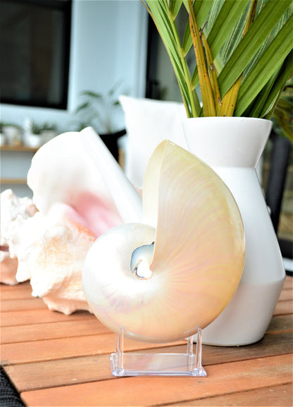 PEARLED NAUTILUS SHELLS *You Choose Size* Natural Display Shell Opal Iridescent Mermaid Décor