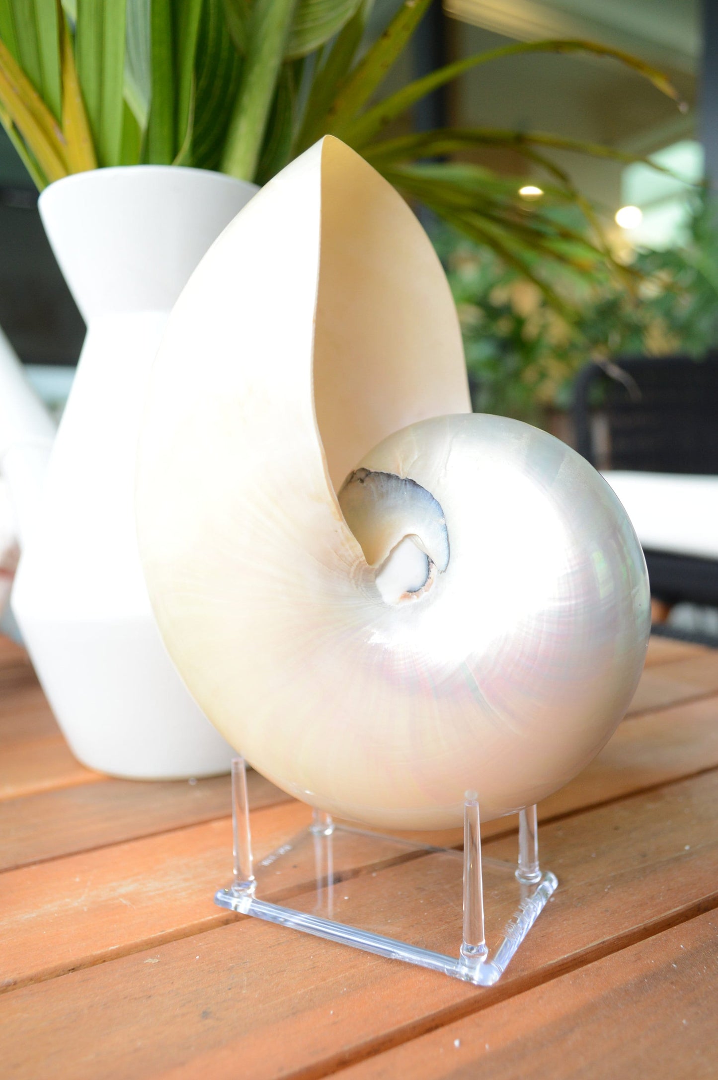 PEARLED NAUTILUS SHELLS *You Choose Size* Natural Display Shell Opal Iridescent Mermaid Décor