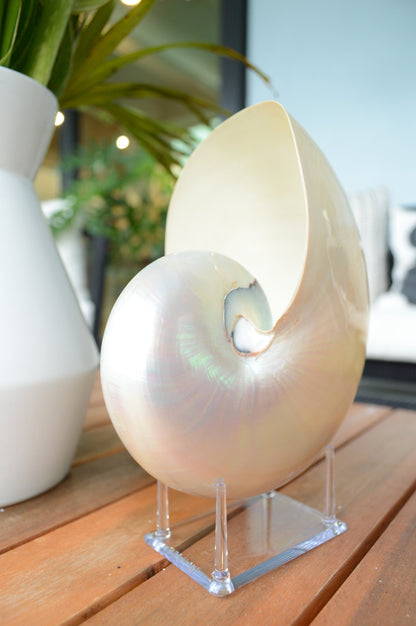 PEARLED NAUTILUS SHELLS *You Choose Size* Natural Display Shell Opal Iridescent Mermaid Décor