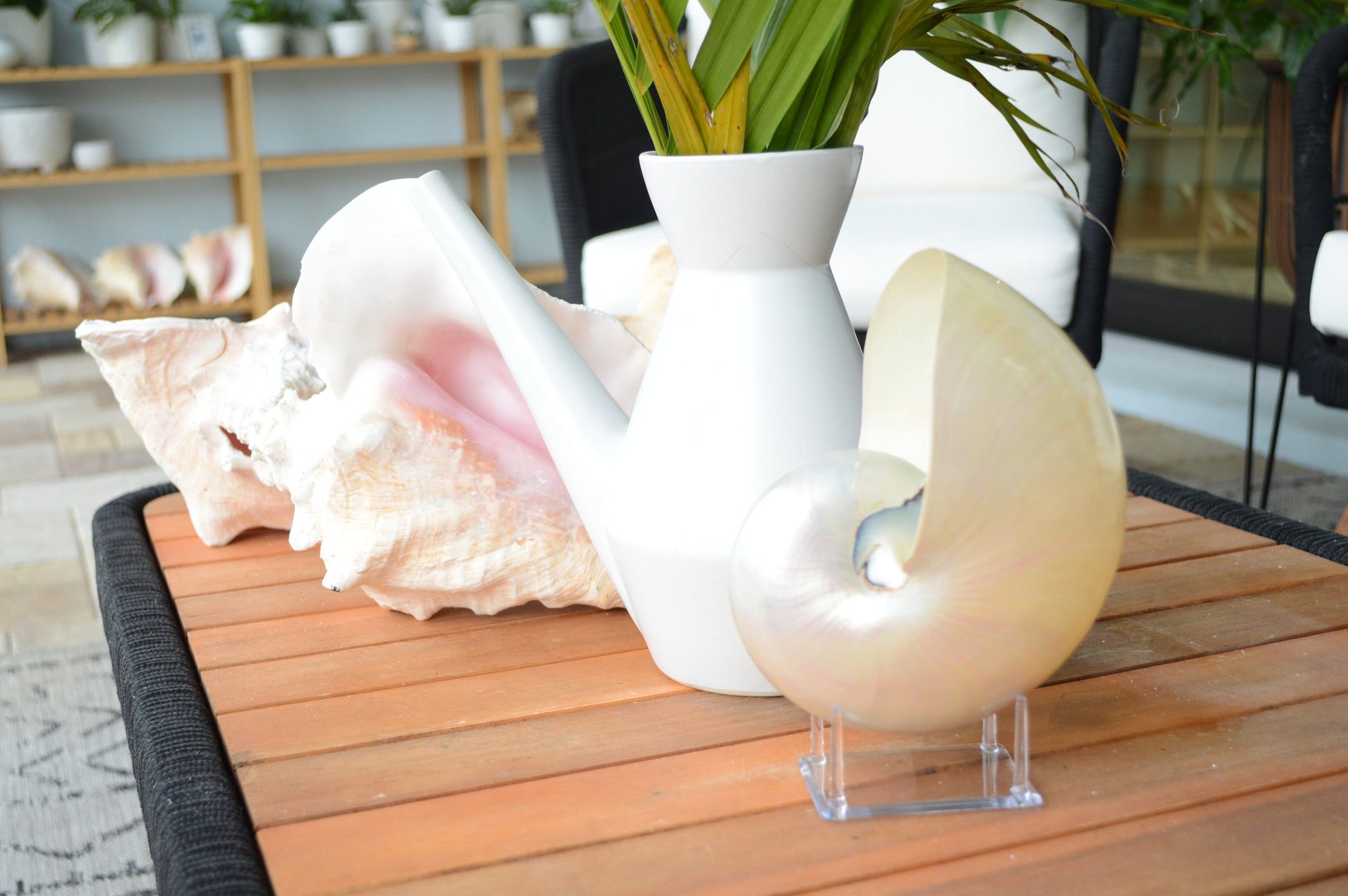 PEARLED NAUTILUS SHELLS *You Choose Size* Natural Display Shell Opal Iridescent Mermaid Décor