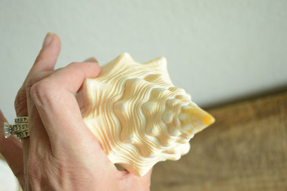 SACRED CHANK SHELLS *All Sizes* West Indian Golden Yellow Display Seashell Coastal Décor