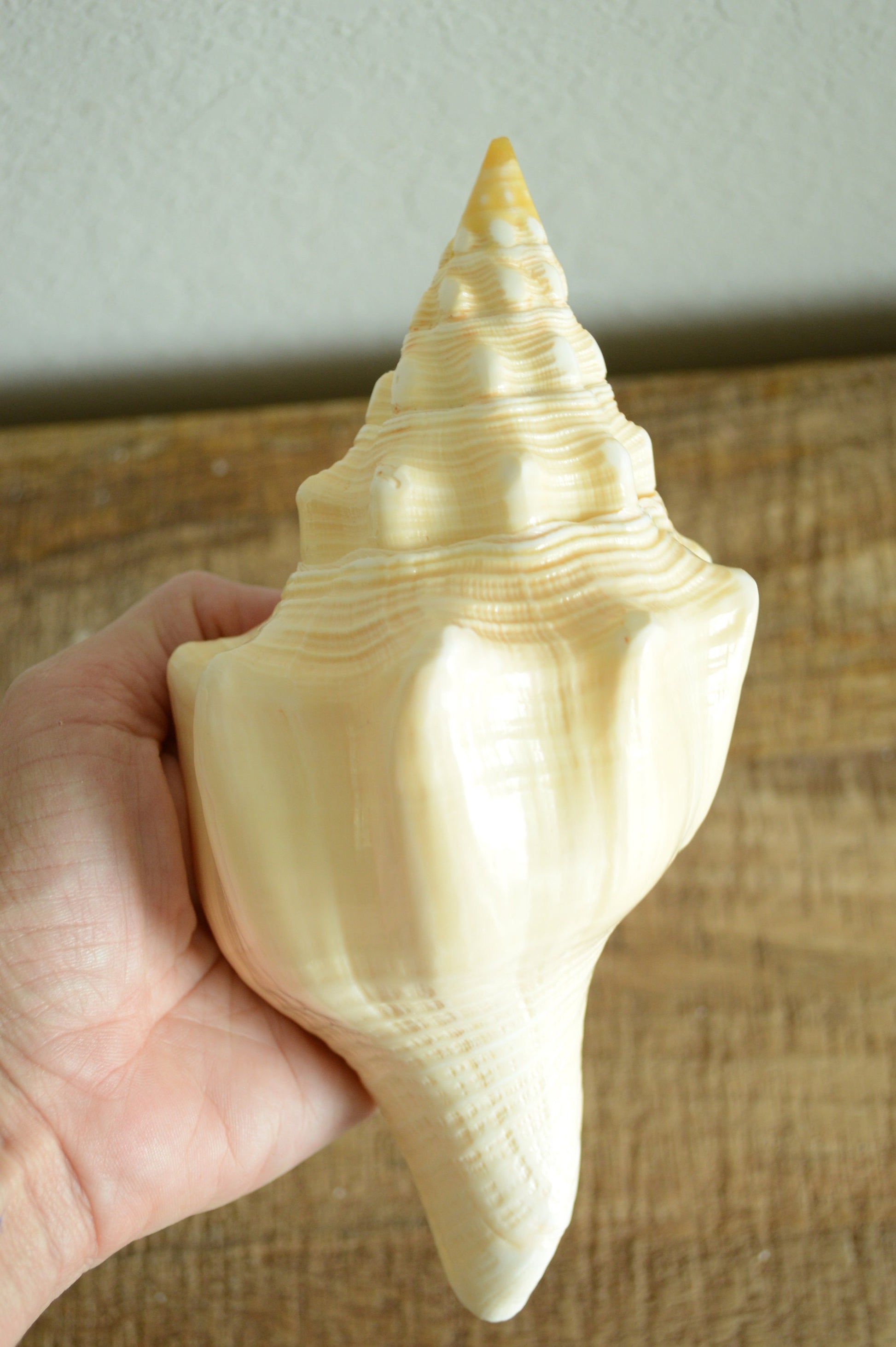 SACRED CHANK SHELLS *All Sizes* West Indian Golden Yellow Display Seashell Coastal Décor