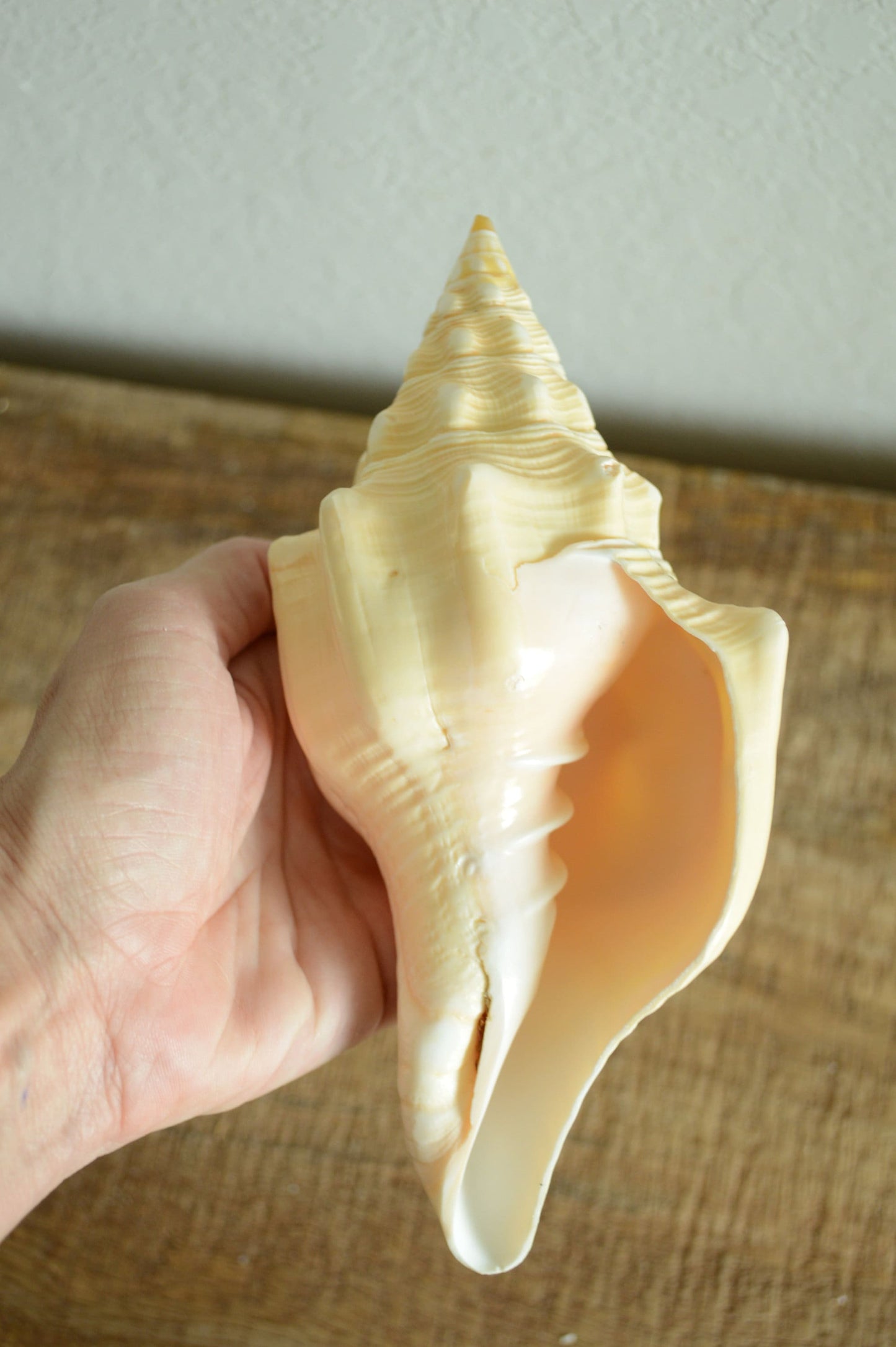 SACRED CHANK SHELLS *All Sizes* West Indian Golden Yellow Display Seashell Coastal Décor