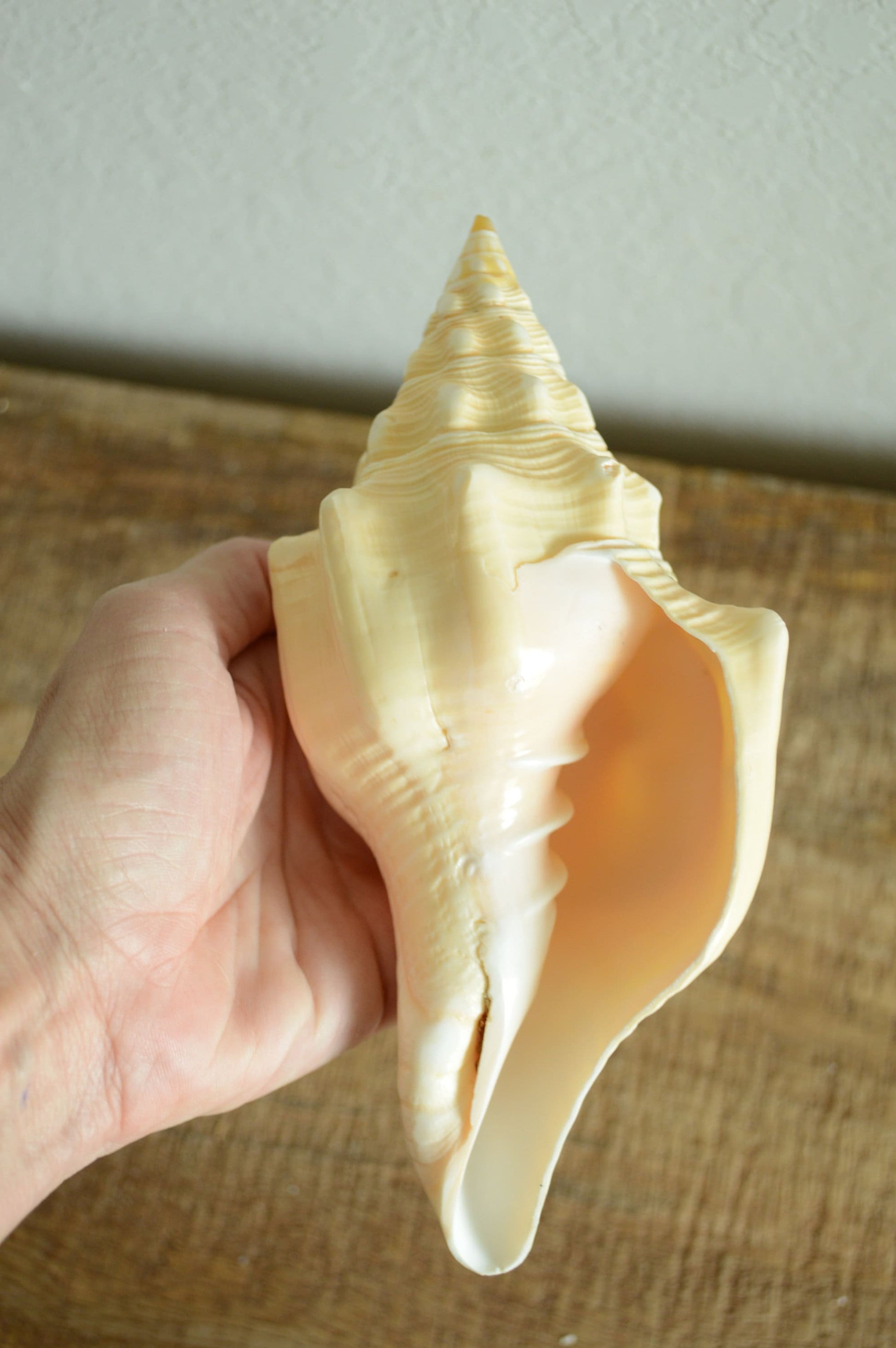 SACRED CHANK SHELLS *All Sizes* West Indian Golden Yellow Display Seashell Coastal Décor