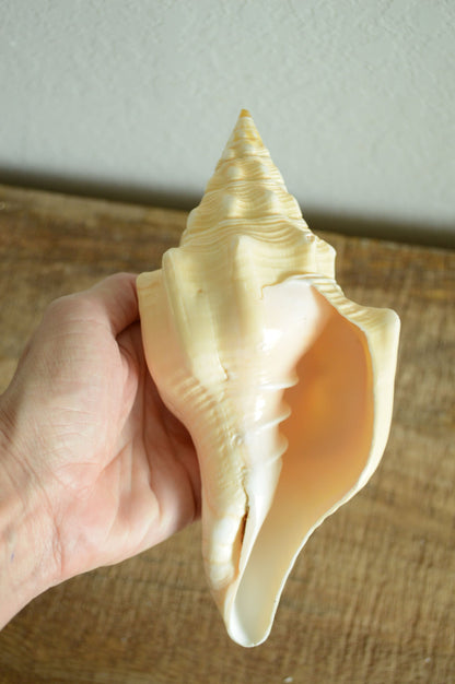 SACRED CHANK SHELLS *All Sizes* West Indian Golden Yellow Display Seashell Coastal Décor