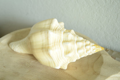 SACRED CHANK SHELLS *All Sizes* West Indian Golden Yellow Display Seashell Coastal Décor
