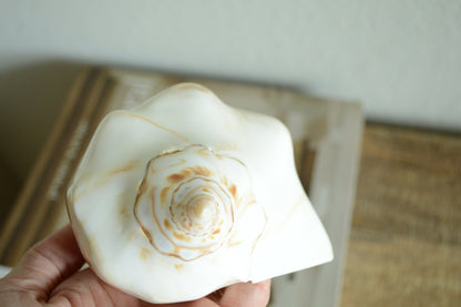 POLISHED LIGHTENING WHELK Conch Shell *All Sizes* Natural Shine Glass like Finish Display Seashell