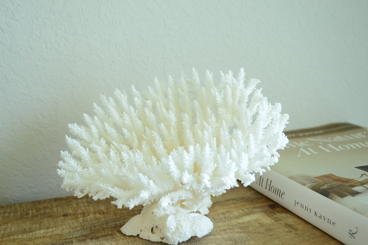TABLE CORAL White *All Sizes* Authentic Natural Real Sea Fossil Coastal Décor