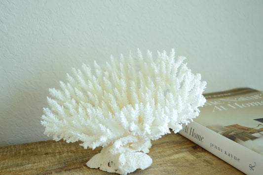 TABLE CORAL White *All Sizes* Authentic Natural Real Sea Fossil Coastal Décor