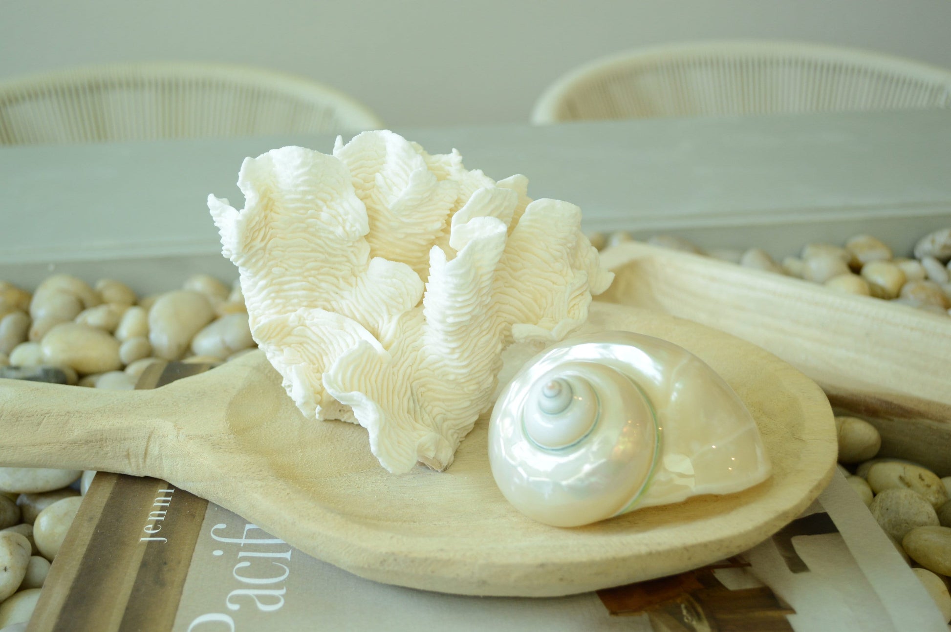 RUGOSA CORAL White *All Sizes* Authentic Natural Real Sea Fossil Coastal Décor