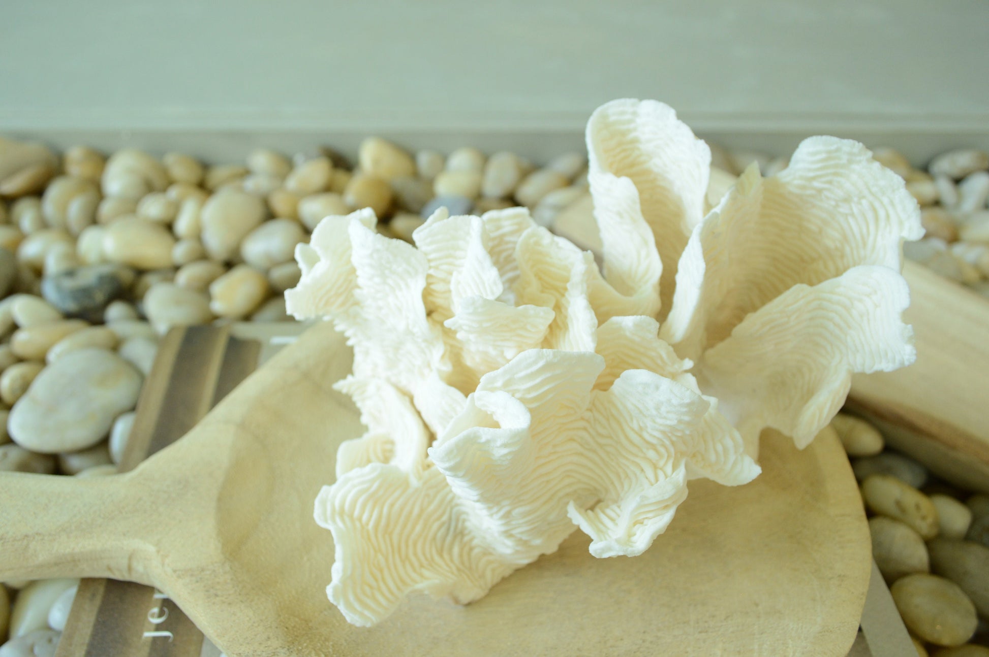 RUGOSA CORAL White *All Sizes* Authentic Natural Real Sea Fossil Coastal Décor