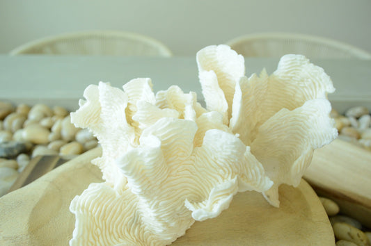 RUGOSA CORAL White *All Sizes* Authentic Natural Real Sea Fossil Coastal Décor