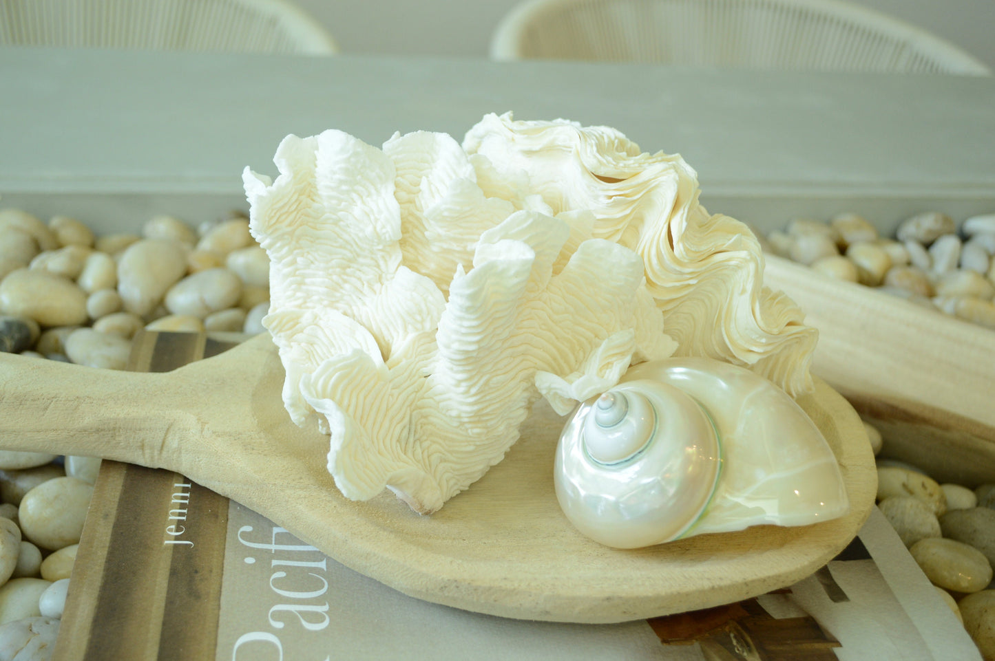 DERASA CLAM SHELLS Open Matching Paired *All Sizes* Natural Colored White Yellow Display Seashell
