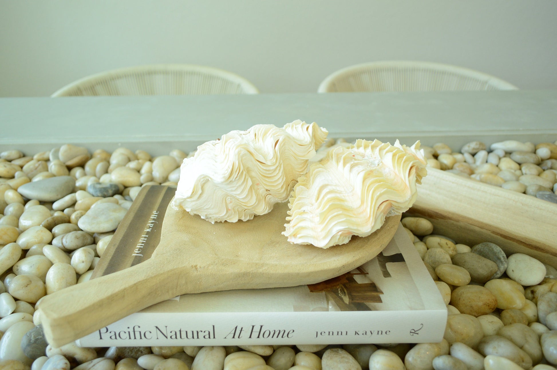 DERASA CLAM SHELLS Open Matching Paired *All Sizes* Natural Colored White Yellow Display Seashell