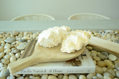 DERASA CLAM SHELLS Open Matching Paired *All Sizes* Natural Colored White Yellow Display Seashell