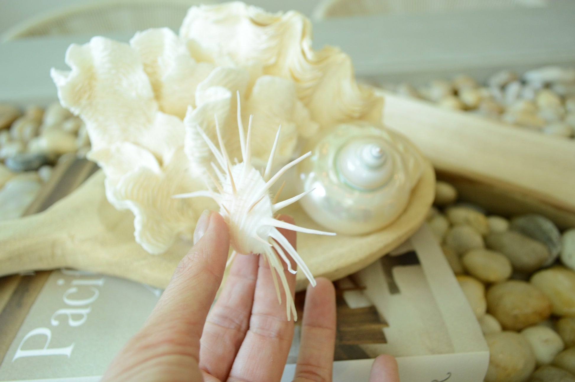 White Spiny Oyster Seashells *All Sizes* Matching Pair Coastal Décor