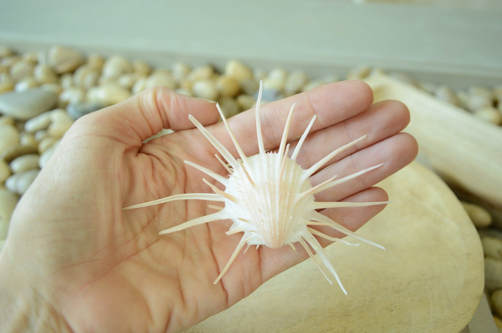 White Spiny Oyster Seashells *All Sizes* Matching Pair Coastal Décor