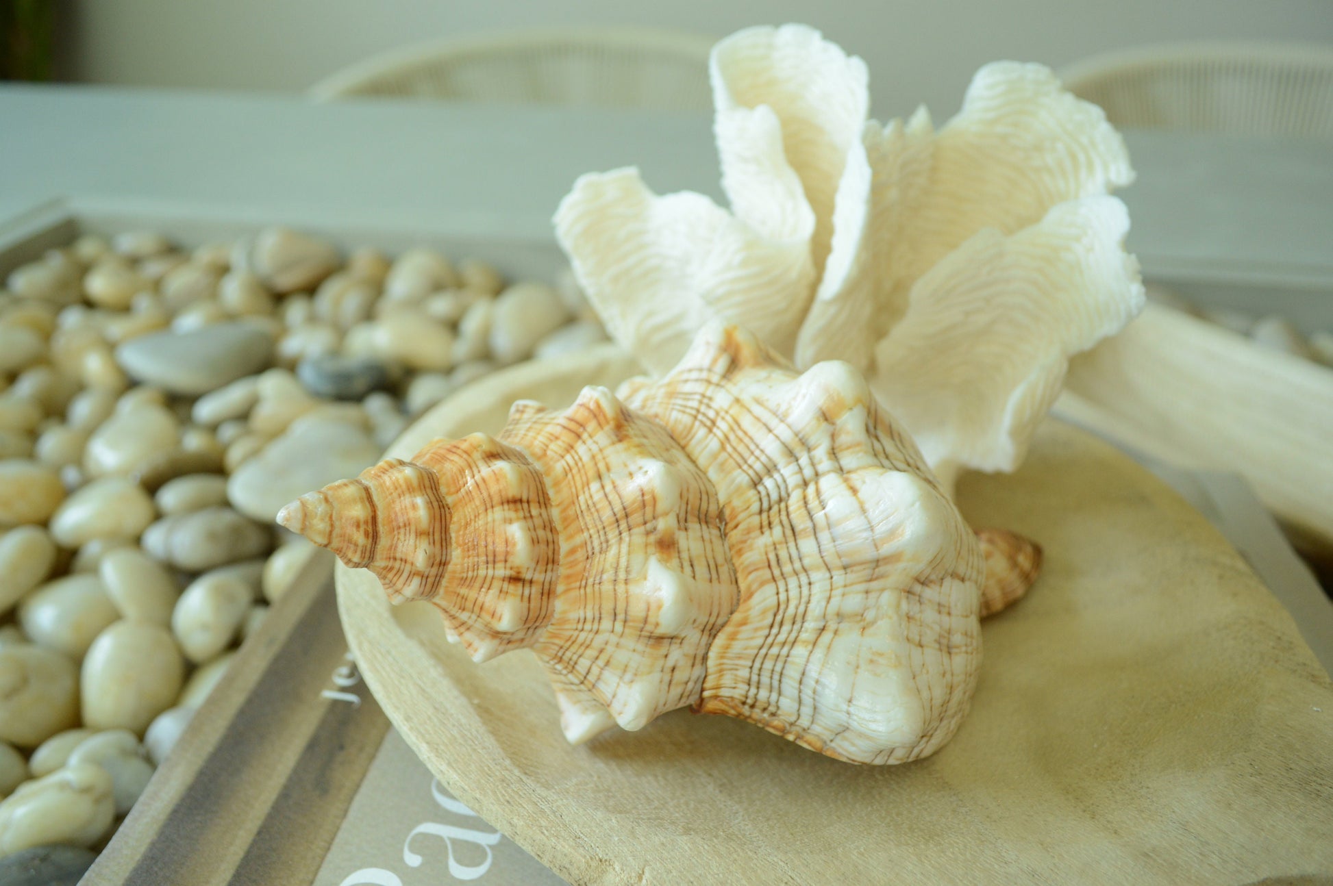 100% Natural Striped Fox Horse Seashell 5-7" You Pick Length, Sea Shell Coastal Beach Conch Wedding Décor Airplant Holder