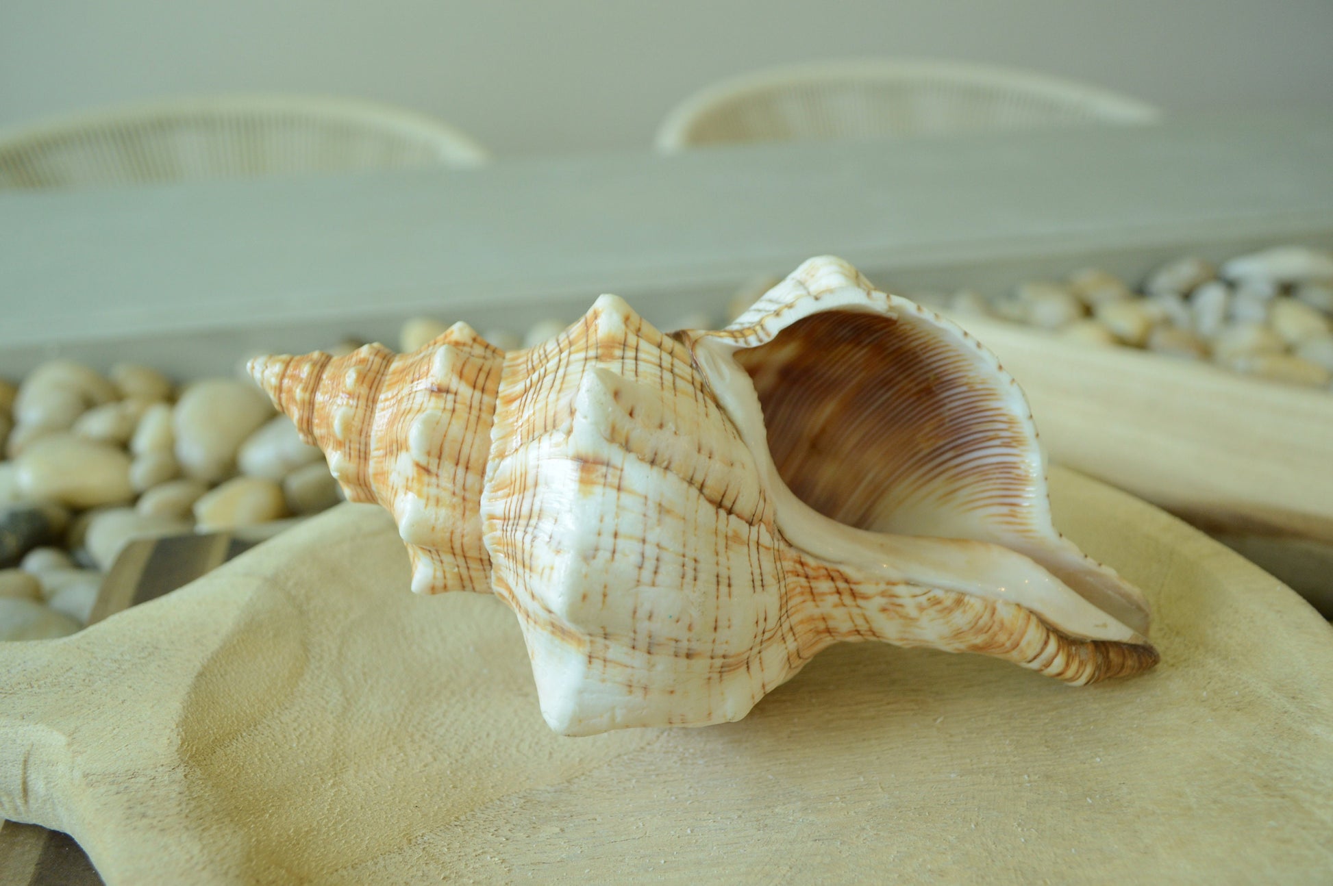 100% Natural Striped Fox Horse Seashell 5-7" You Pick Length, Sea Shell Coastal Beach Conch Wedding Décor Airplant Holder