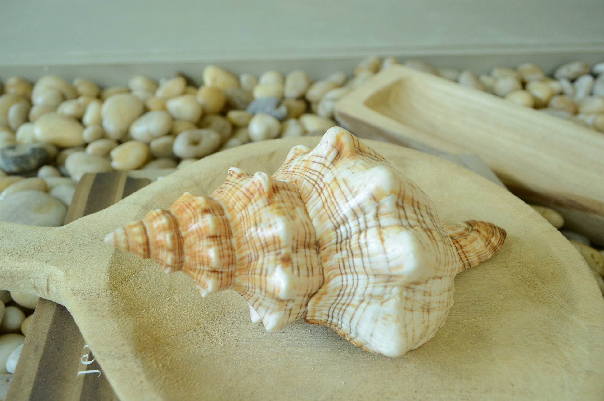 100% Natural Striped Fox Horse Seashell 5-7" You Pick Length, Sea Shell Coastal Beach Conch Wedding Décor Airplant Holder
