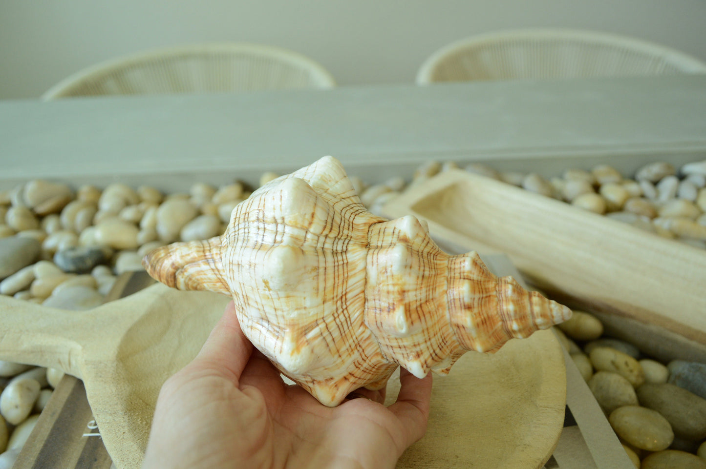 100% Natural Striped Fox Horse Seashell 5-7" You Pick Length, Sea Shell Coastal Beach Conch Wedding Décor Airplant Holder