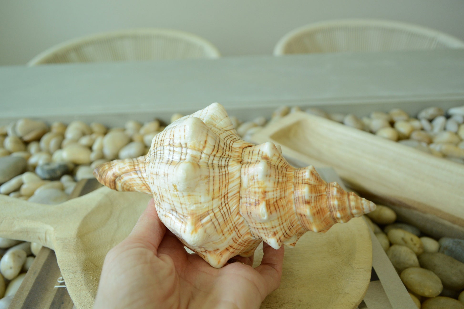 100% Natural Striped Fox Horse Seashell 5-7" You Pick Length, Sea Shell Coastal Beach Conch Wedding Décor Airplant Holder