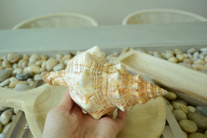 100% Natural Striped Fox Horse Seashell 5-7" You Pick Length, Sea Shell Coastal Beach Conch Wedding Décor Airplant Holder