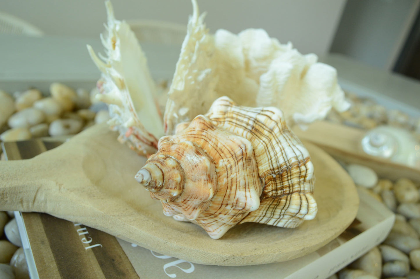 100% Natural Striped Fox Horse Seashell 5-7" You Pick Length, Sea Shell Coastal Beach Conch Wedding Décor Airplant Holder