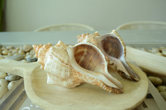 100% Natural Striped Fox Horse Seashell 5-7" You Pick Length, Sea Shell Coastal Beach Conch Wedding Décor Airplant Holder