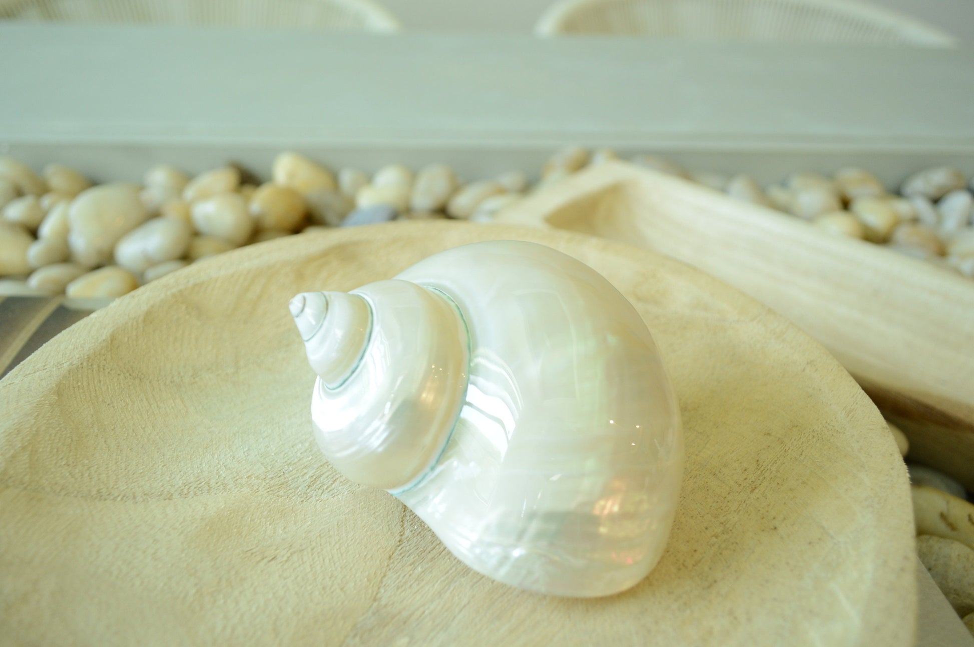 PEARLED TURBO SHELLS *All Sizes* Natural Irredescent Polished Seashell Hermit Crab Beach Décor