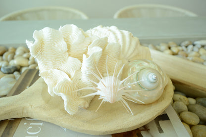 PEARLED TURBO SHELLS *All Sizes* Natural Irredescent Polished Seashell Hermit Crab Beach Décor