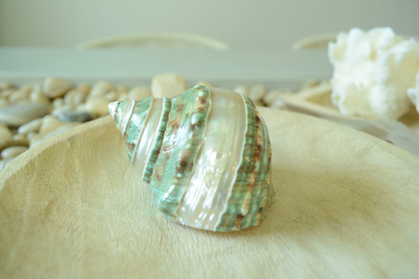 GREEN BANDED TURBO Shells *All Sizes* Natural Jade Display Seashell Airplant Holder Hermit Crab