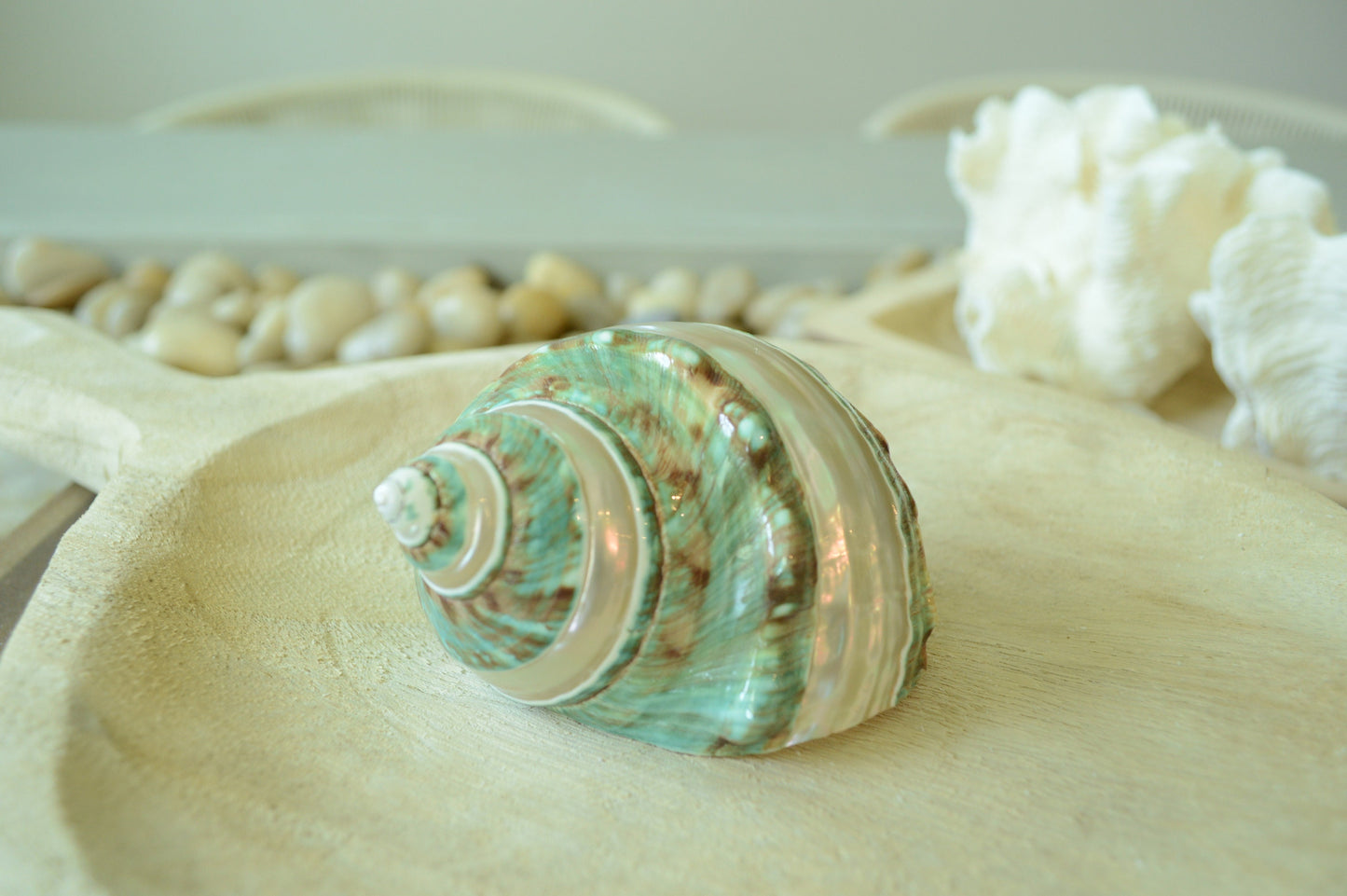 GREEN BANDED TURBO Shells *All Sizes* Natural Jade Display Seashell Airplant Holder Hermit Crab