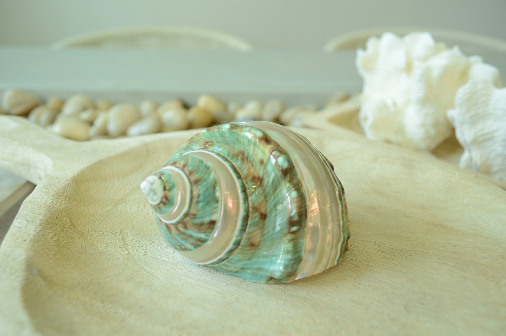 GREEN BANDED TURBO Shells *All Sizes* Natural Jade Display Seashell Airplant Holder Hermit Crab
