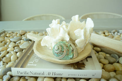 GREEN BANDED TURBO Shells *All Sizes* Natural Jade Display Seashell Airplant Holder Hermit Crab