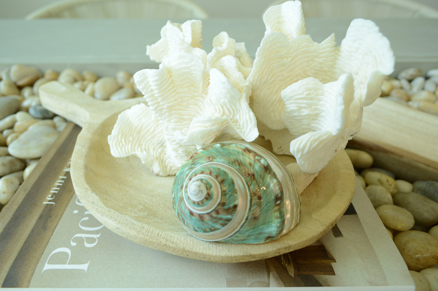 GREEN BANDED TURBO Shells *All Sizes* Natural Jade Display Seashell Airplant Holder Hermit Crab
