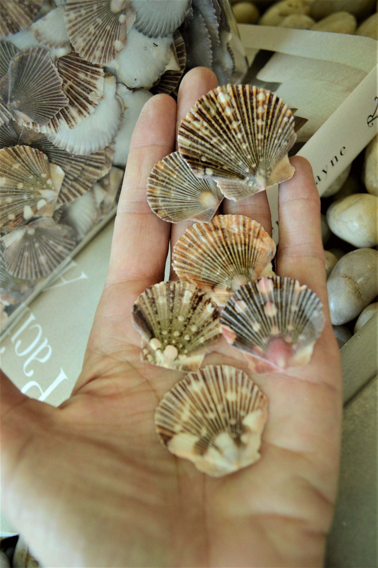 BABY FLAT SCALLOP Shells *Bulk 2.2 lbs. Hundreds* Natural Colorful 1-2" Small Craft Seashells