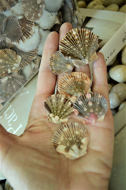 BABY FLAT SCALLOP Shells *Bulk 2.2 lbs. Hundreds* Natural Colorful 1-2" Small Craft Seashells