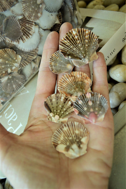 BABY FLAT SCALLOP Shells *Bulk 2.2 lbs. Hundreds* Natural Colorful 1-2" Small Craft Seashells