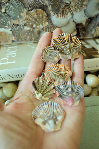 BABY FLAT SCALLOP Shells *You Choose Quantity* 1-2" Natural Colorful Speckled Small Craft Seashells Beach Coastal Home Décor