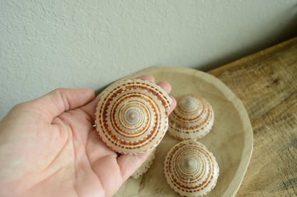 SUNDIAL SNAIL SHELLS *Size & Quantity Your Choose*.5-2” Browns Small Medium Craft Seashells