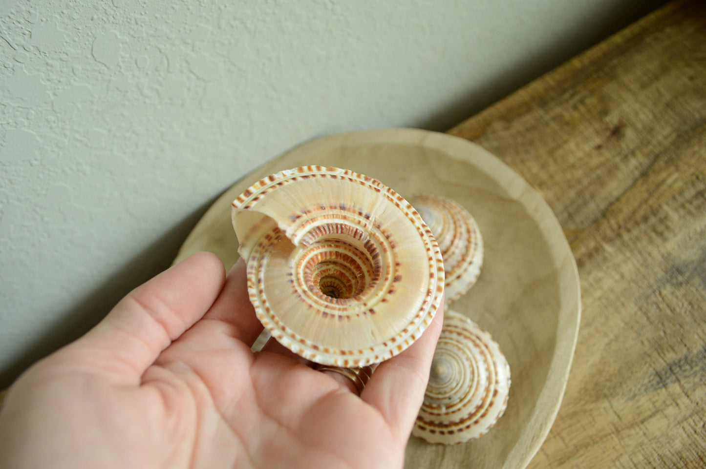 Sundial Seashells .5-2” You Pick Size Sea Shells Beach Wedding Décor Coastal Favors Crafts