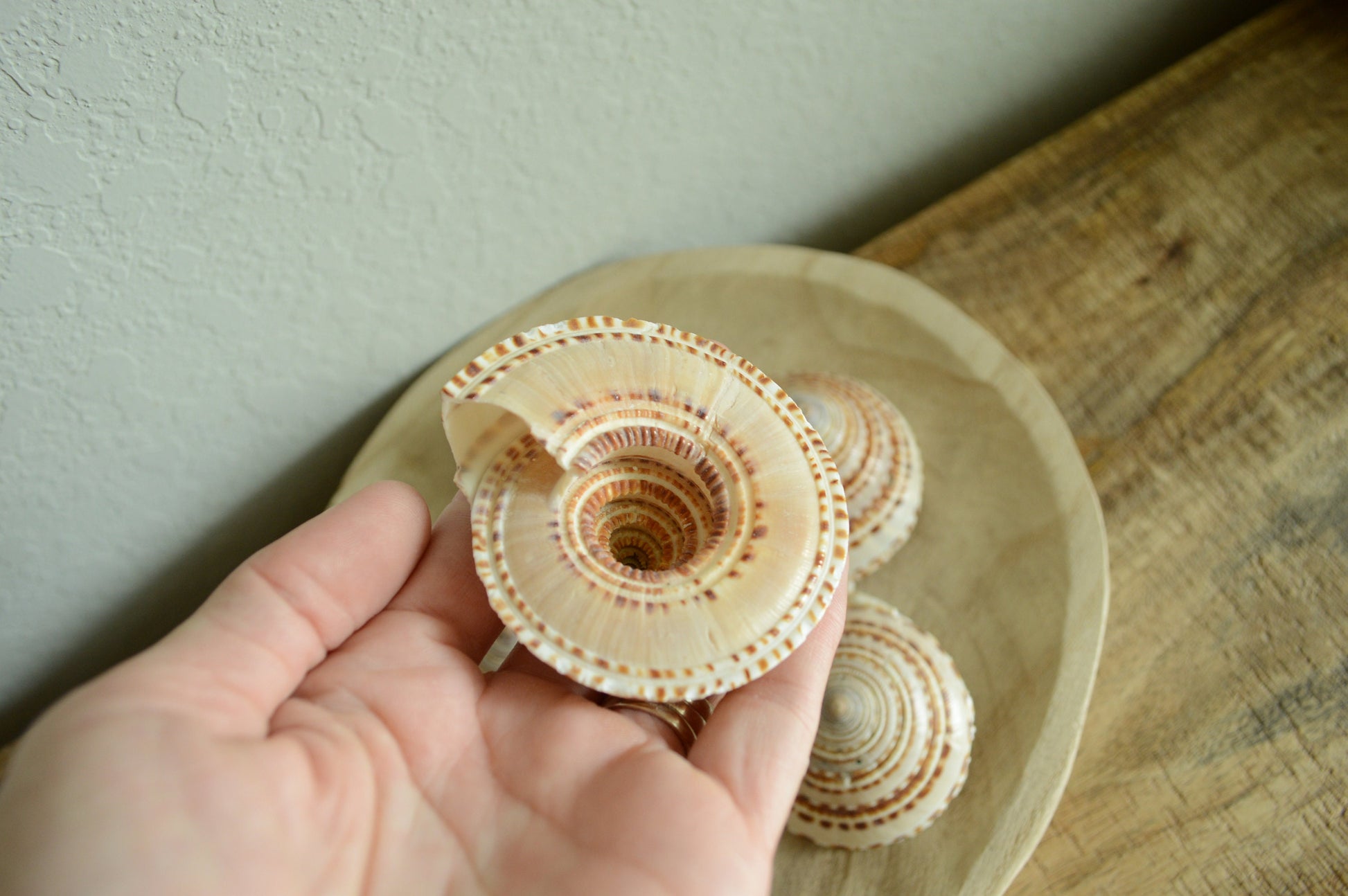 Sundial Seashells .5-2” You Pick Size Sea Shells Beach Wedding Décor Coastal Favors Crafts