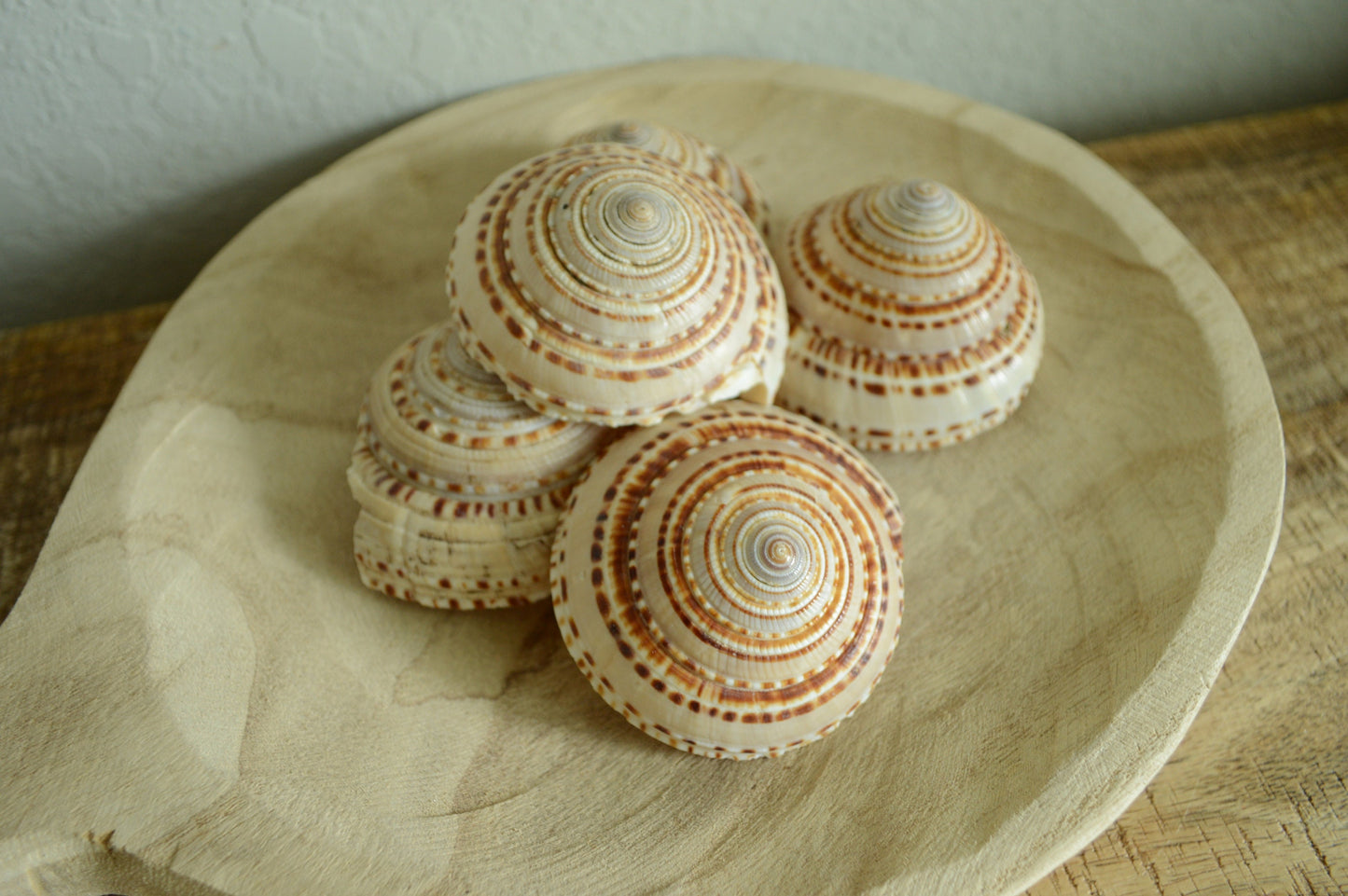 SUNDIAL SNAIL SHELLS *Size & Quantity Your Choose*.5-2” Browns Small Medium Craft Seashells