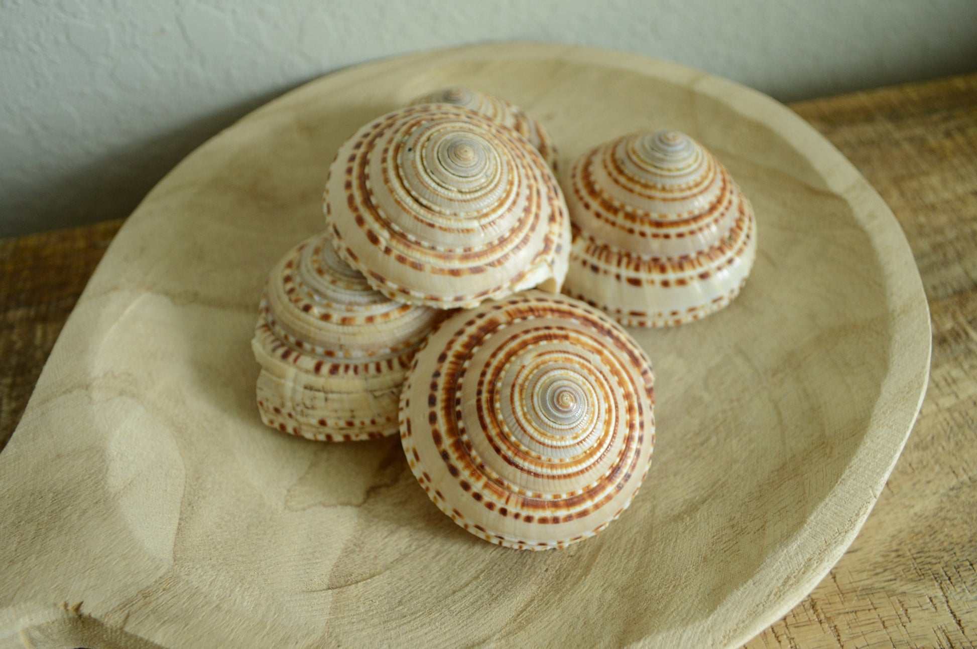 SUNDIAL SNAIL SHELLS *Size & Quantity Your Choose*.5-2” Browns Small Medium Craft Seashells