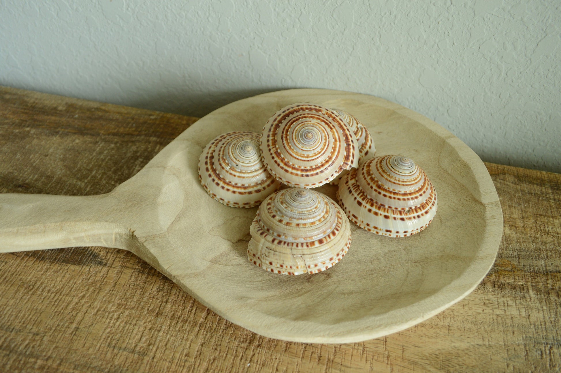 SUNDIAL SNAIL SHELLS *Size & Quantity Your Choose*.5-2” Browns Small Medium Craft Seashells